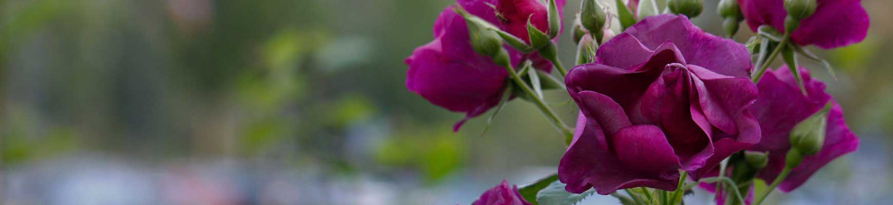 Tendance couleurs 2026 : quels rosiers choisir ?