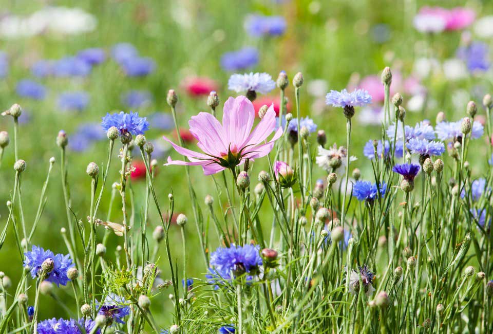 https://www.promessedefleurs.com/media/wysiwyg/Fiches-conseil-Meilland/Un-jardin-seme-de-fleurs-2.jpg