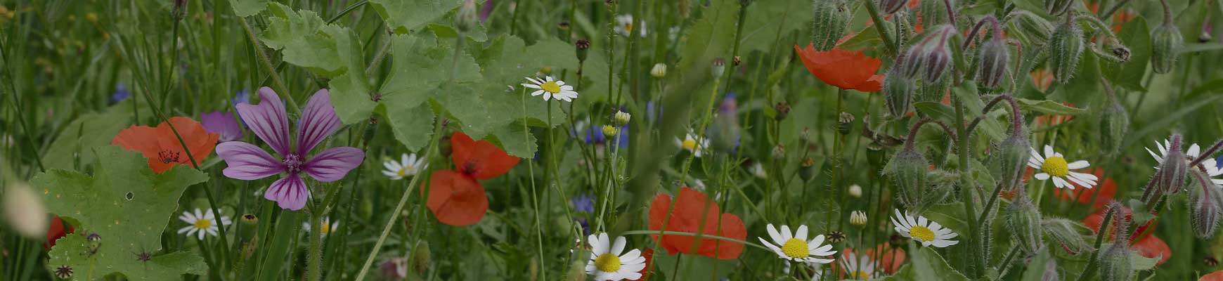 Un jardin sem&eacute; de fleurs
