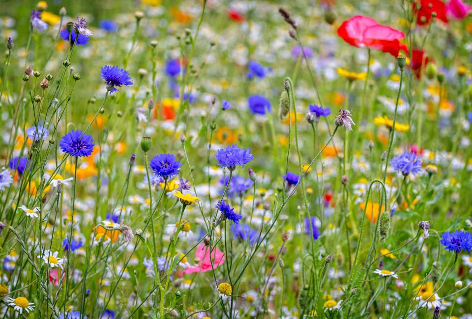 https://www.promessedefleurs.com/media/wysiwyg/Fiches-conseil-Meilland/Un-jardin-seme-de-fleurs-Prairie-fleurie.jpg