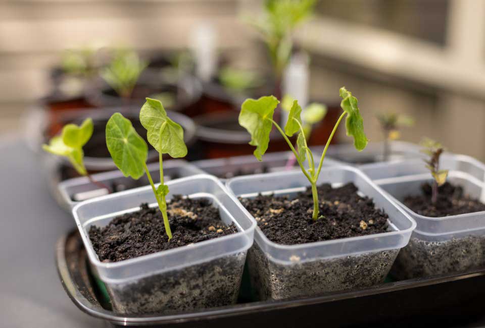 https://www.promessedefleurs.com/media/wysiwyg/Fiches-conseil-Meilland/Un-jardin-seme-de-fleurs-Semis-capucines-en-pot.jpg