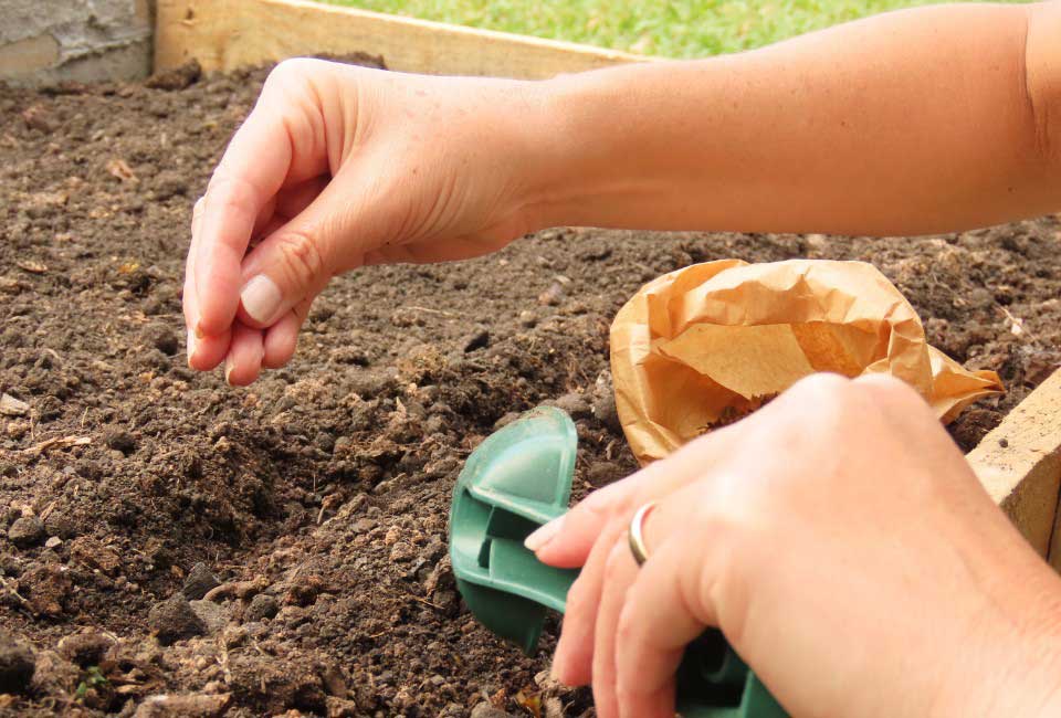 https://www.promessedefleurs.com/media/wysiwyg/Fiches-conseil-Meilland/Un-jardin-seme-de-fleurs-Semis-en-pleine-terre.jpg