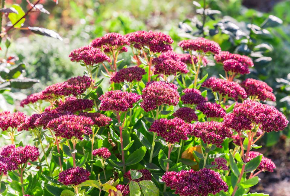 https://www.promessedefleurs.com/media/wysiwyg/Fiches-conseil-Meilland/Vivaces-de-fin-d-ete-Sedum.jpg