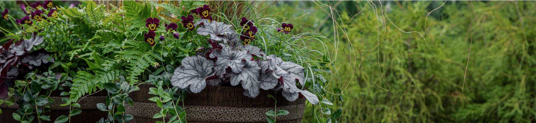 Vivaces en pot : nos conseils pour r&eacute;ussir vos compositions