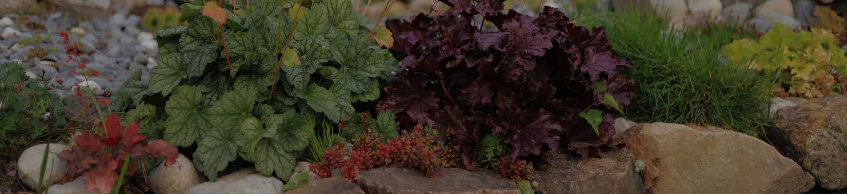 Vivaces pour bordures et rocailles : lesquelles choisir ?