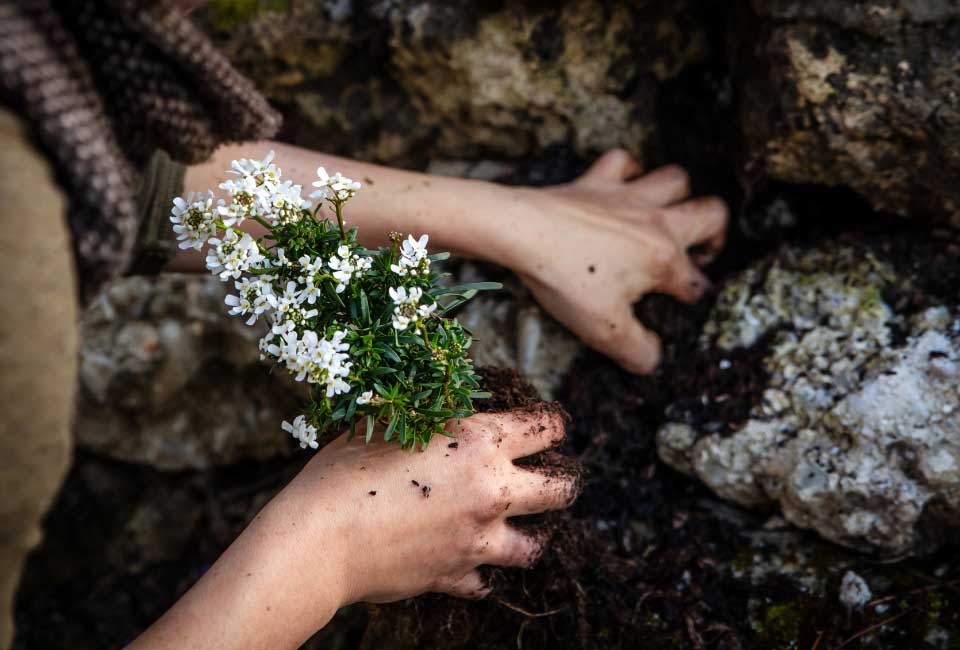 https://www.promessedefleurs.com/media/wysiwyg/Fiches-conseil-Meilland/Vivaces-pour-bordures-et-rocailles-Plantation-.jpg