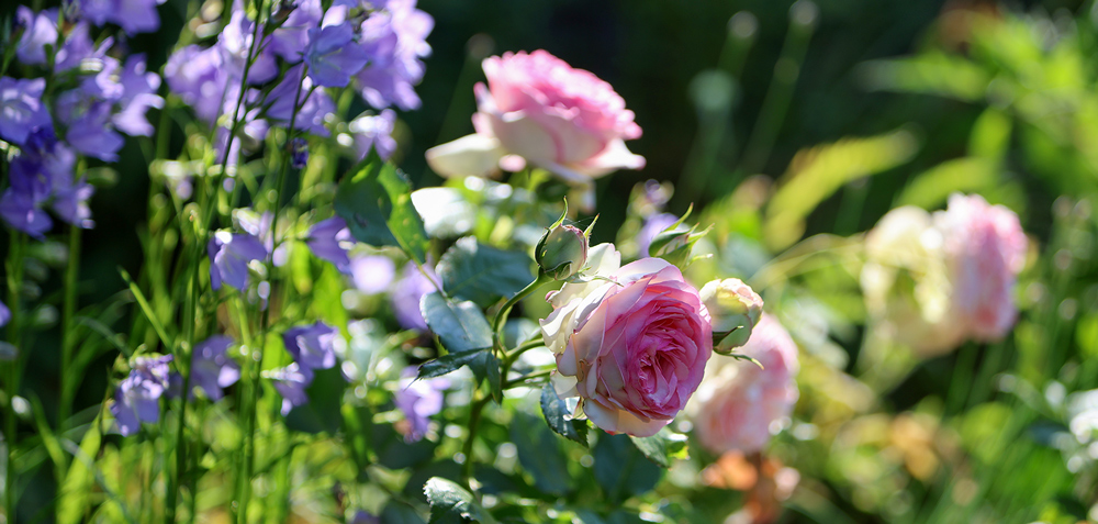 Des rosiers bien entour&eacute;s