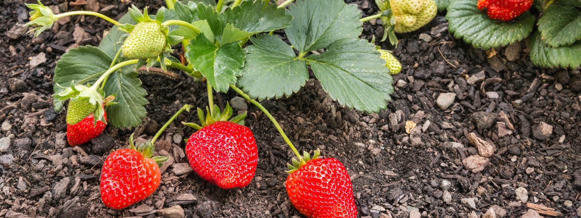 <i>Promotion</i> FRAISIERS