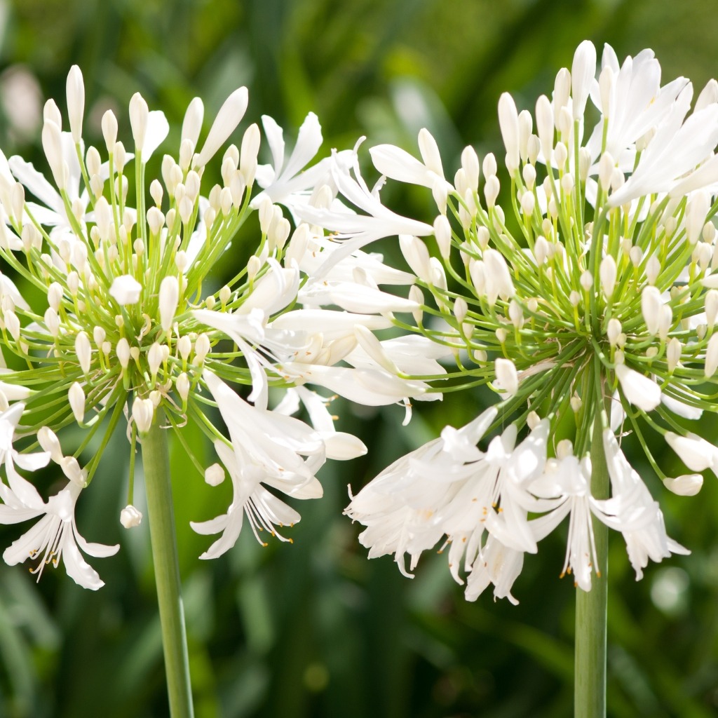 Agapanthes