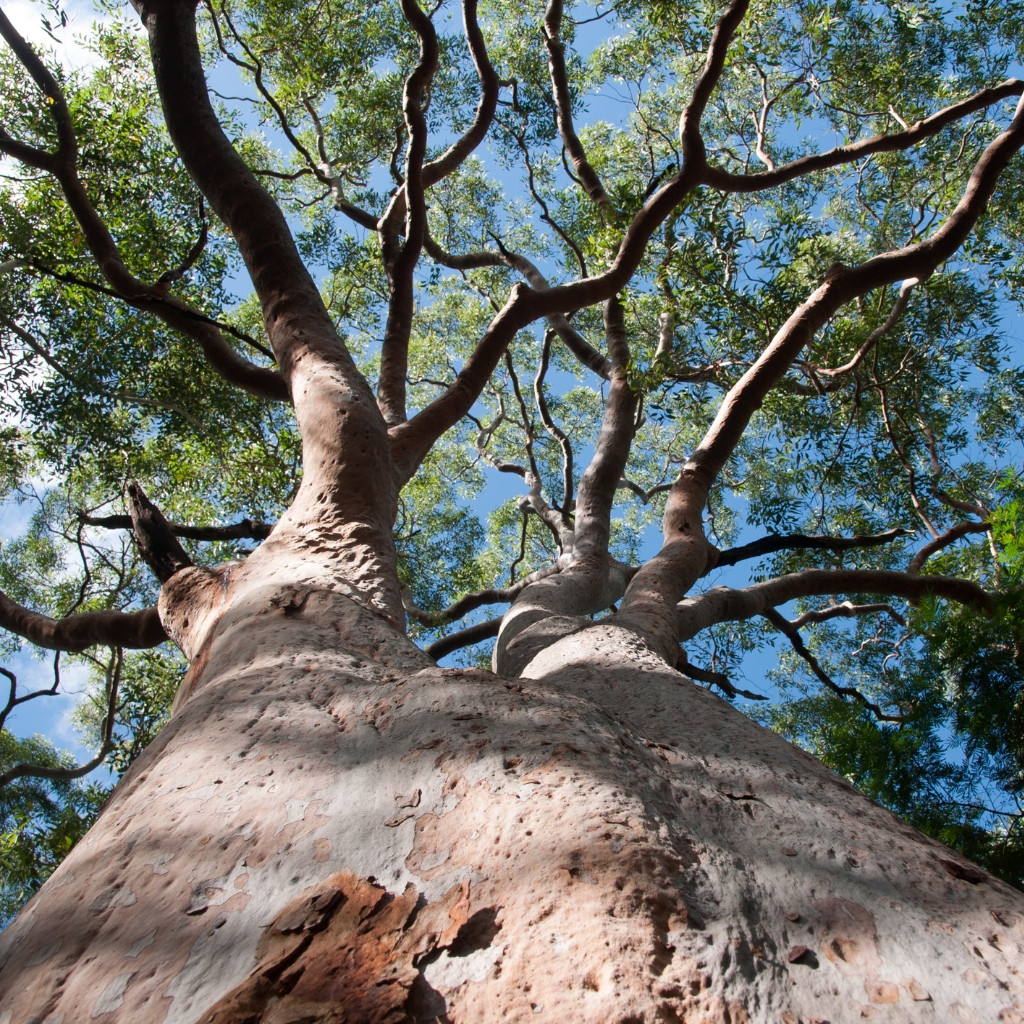 Arbres