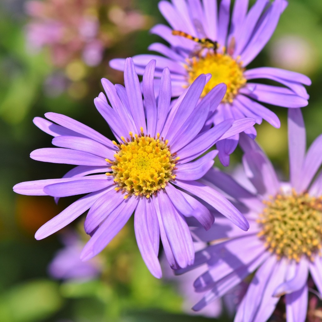 Asters