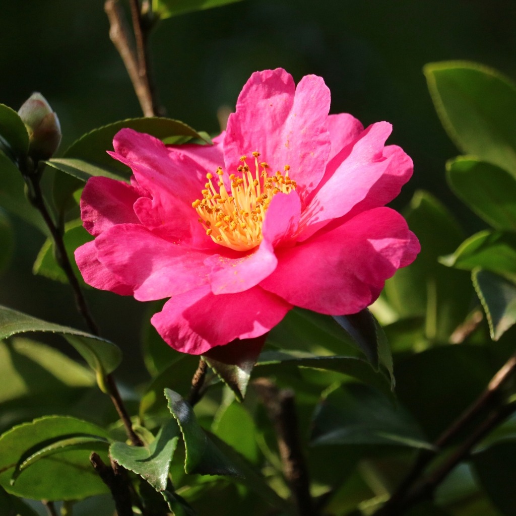 Les camélias d'automne