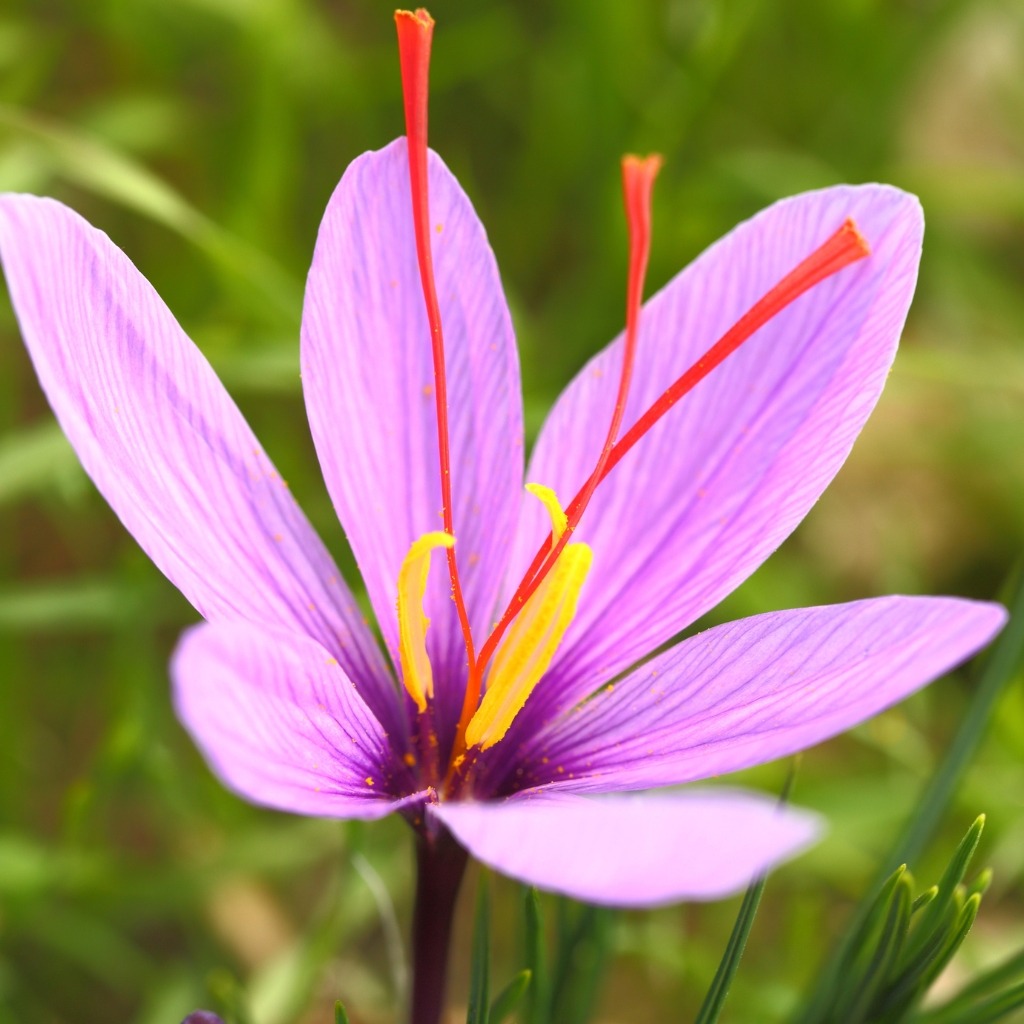 Crocus Safran