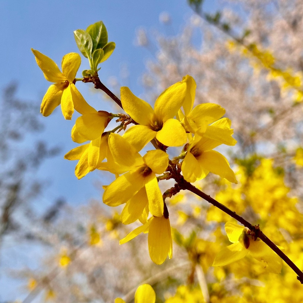 Les Forsythias