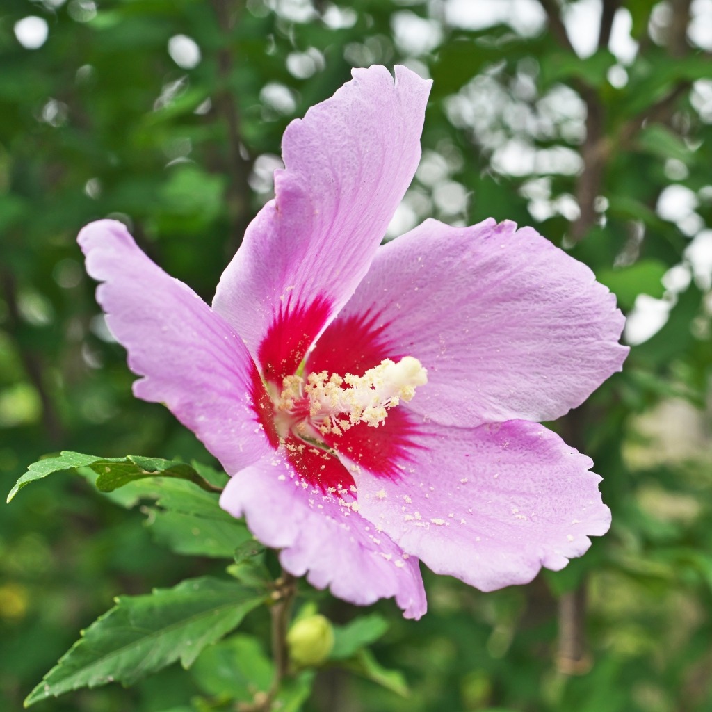 Hibiscus