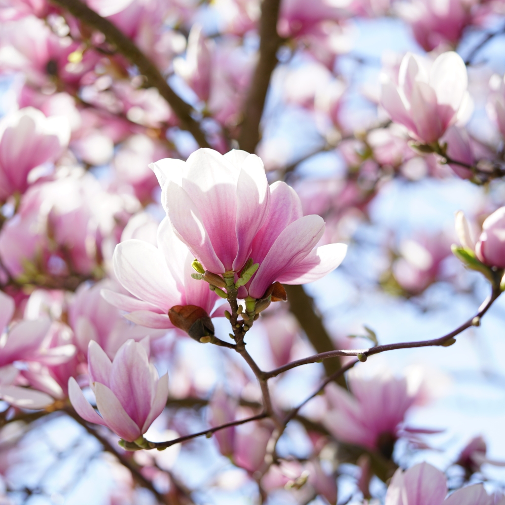 Magnolias