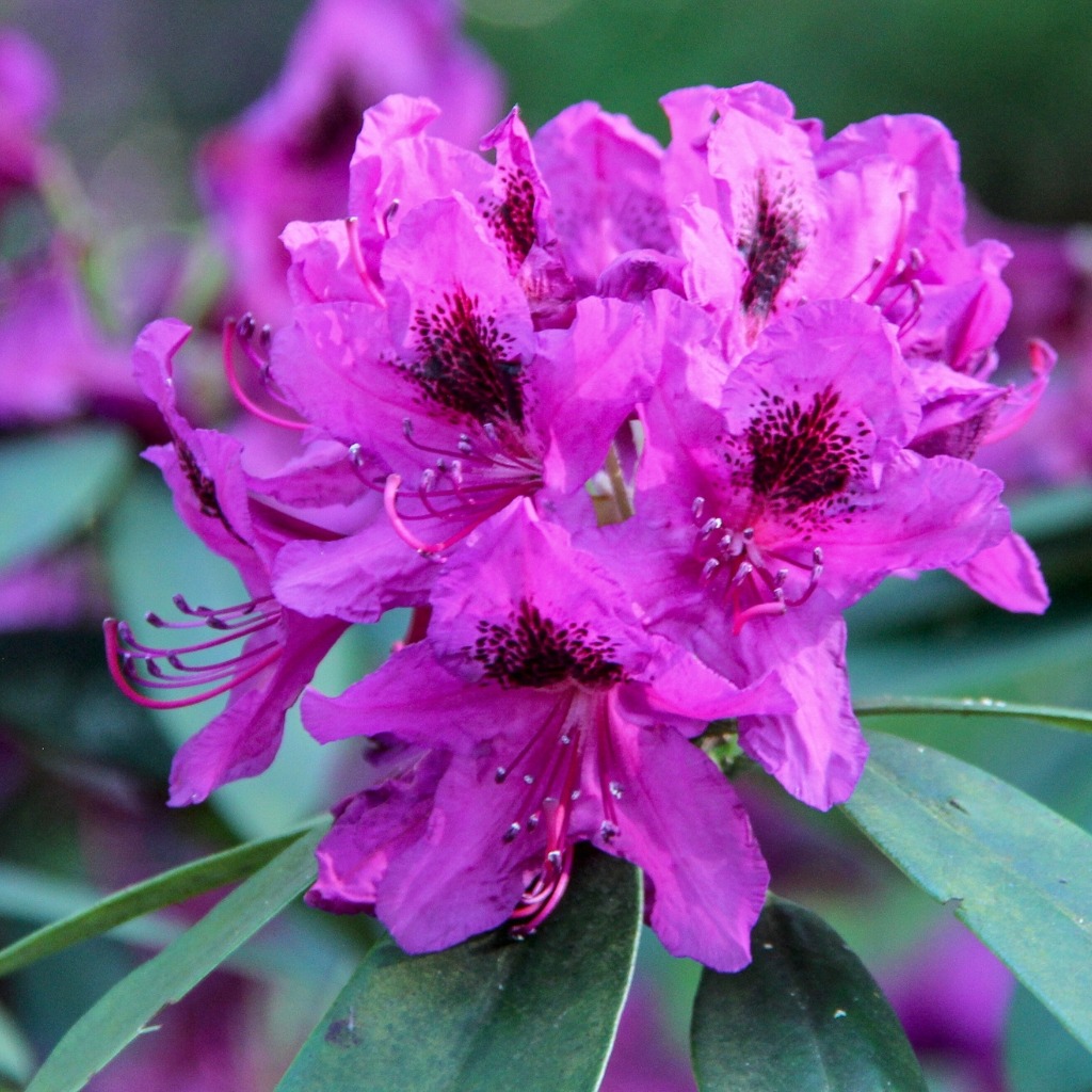 Rhododendrons & Azalées
