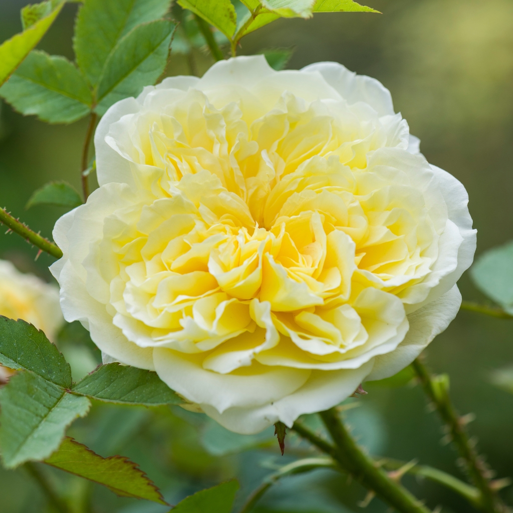 Rosiers