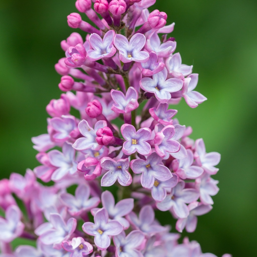 Lilas