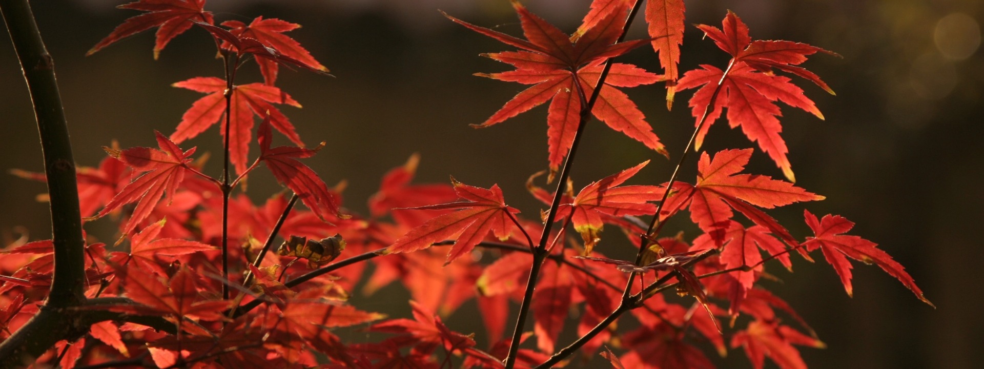 <i>Vente flash</i> D'AUTOMNE