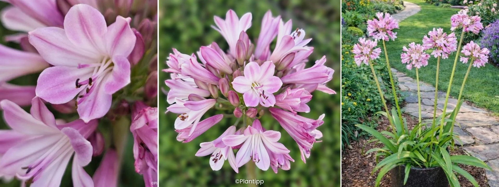 <i>Nouveauté</i> AGAPANTHE