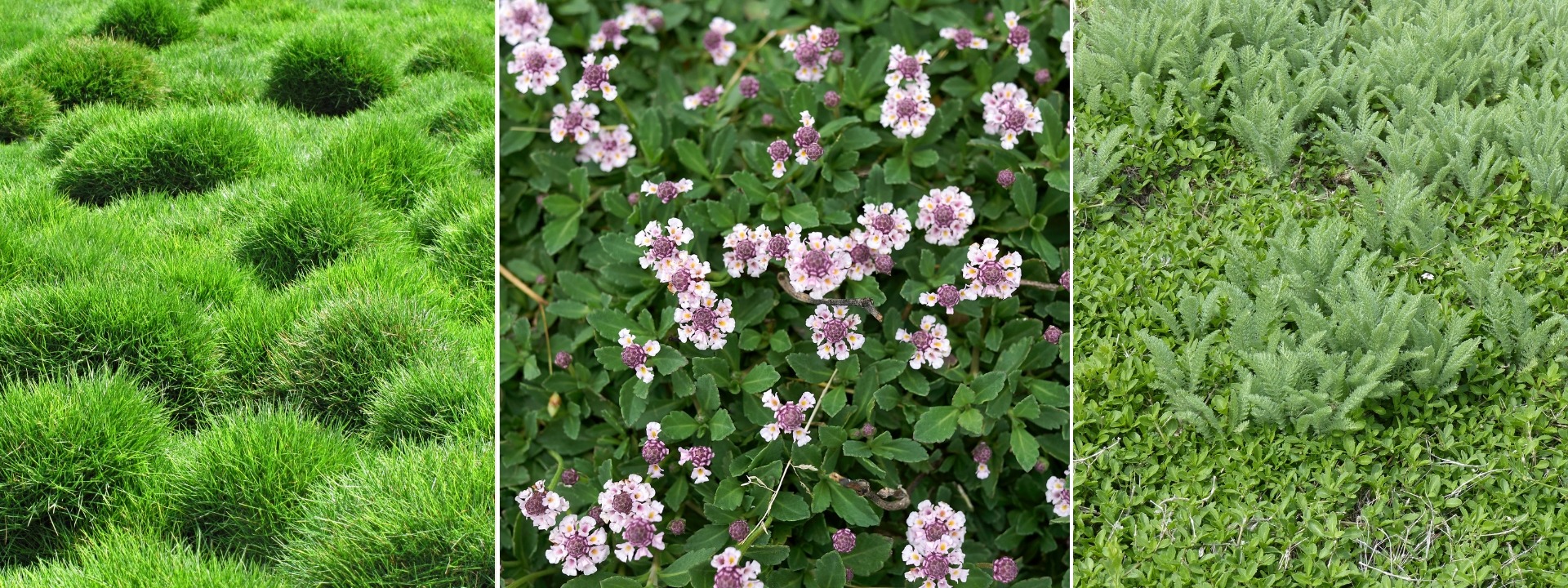 <i>Alternatives</i> AU GAZON