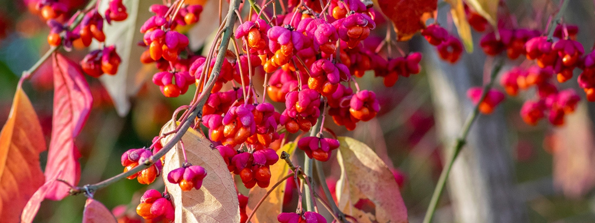 <i>C'est de</i> SAISON