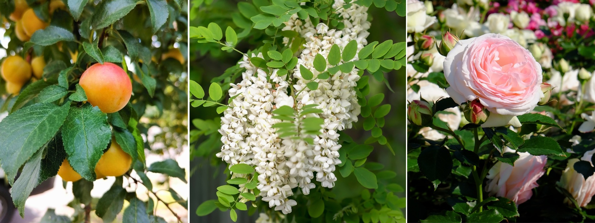 <i>Destockage</i> RACINES NUES