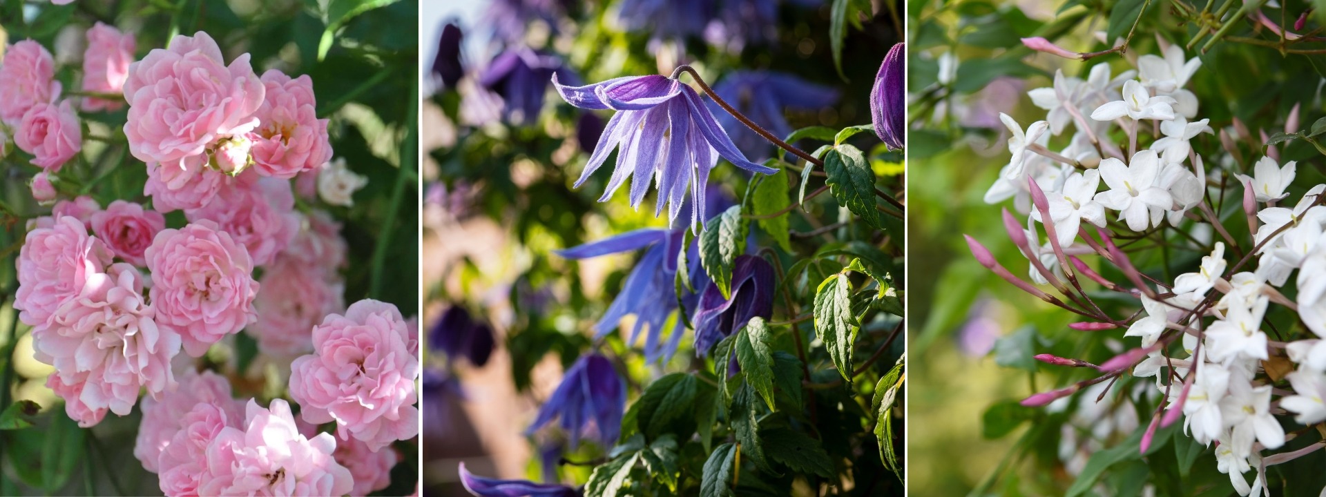 <i>Grimpantes</i> DE PRINTEMPS