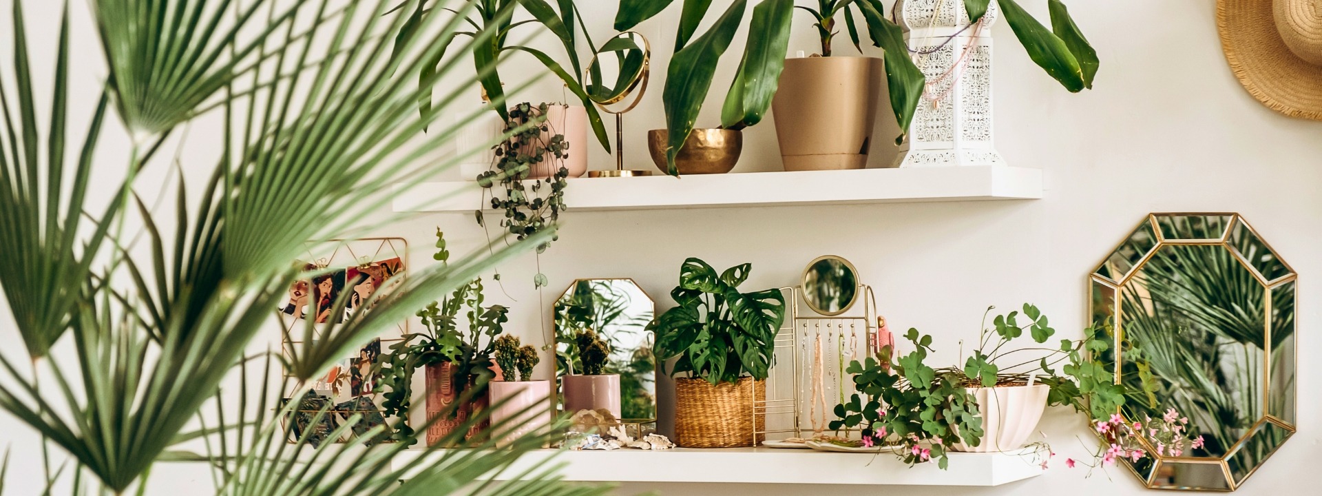 <i>Nouveautés</i> PLANTES D'INTERIEUR