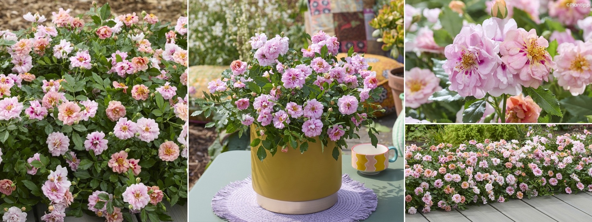 <i>Nouveautés</i> ROSIERS