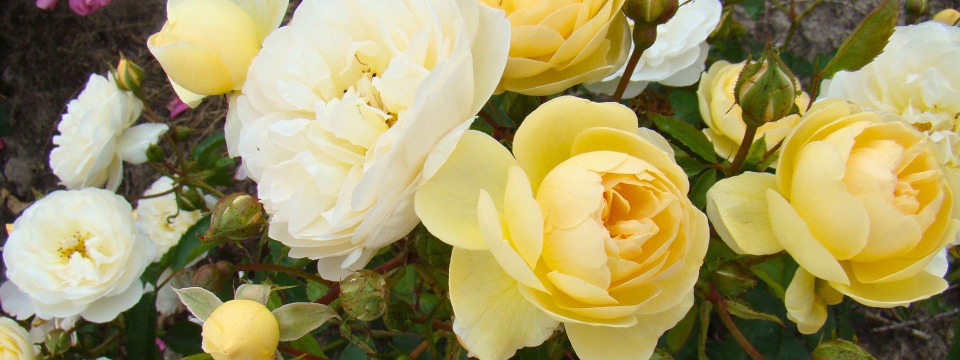 <i>Nouveautés rosiers</i> 70 variétés à découvrir