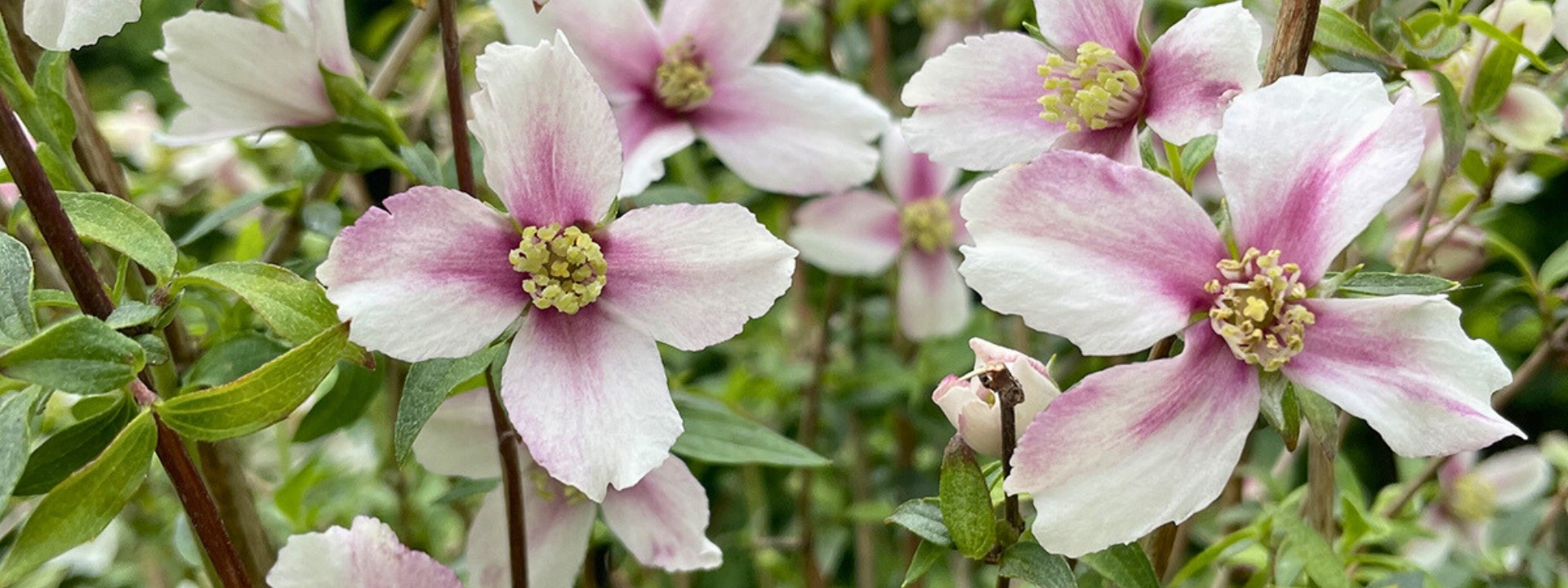 <i>Nouveau</i> PHILADELPHUS
