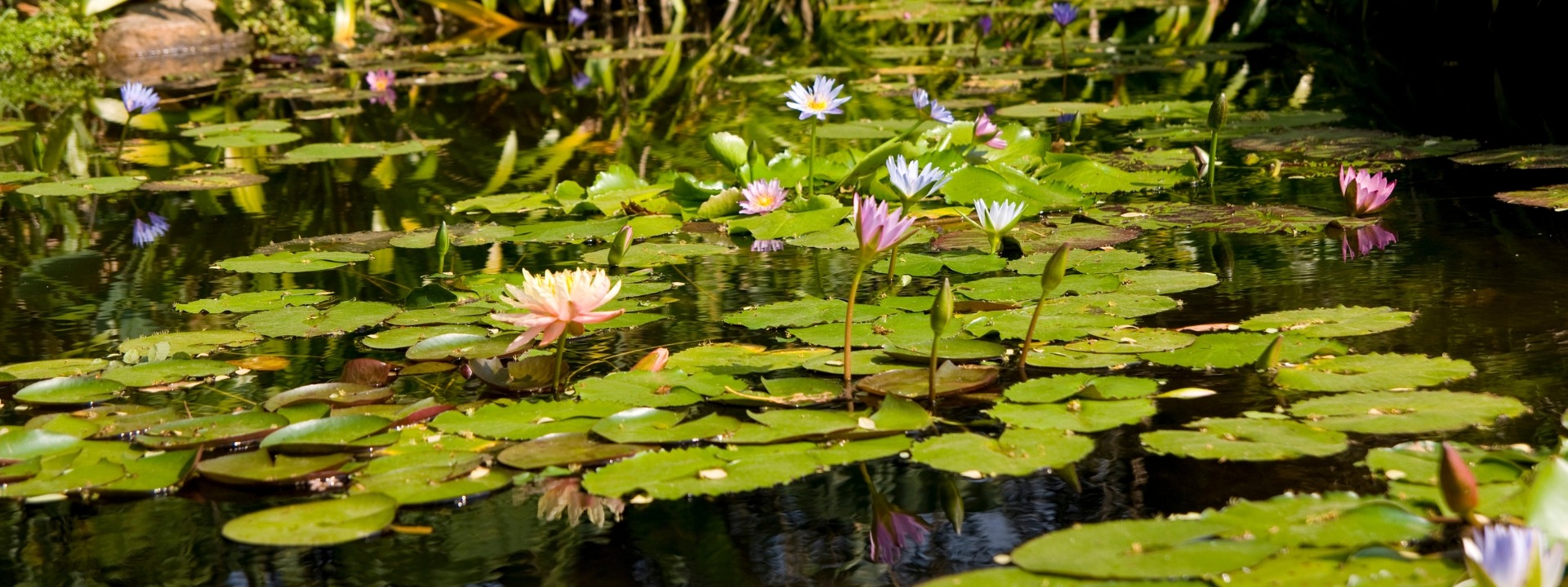 <i>Plantes</i> AQUATIQUES