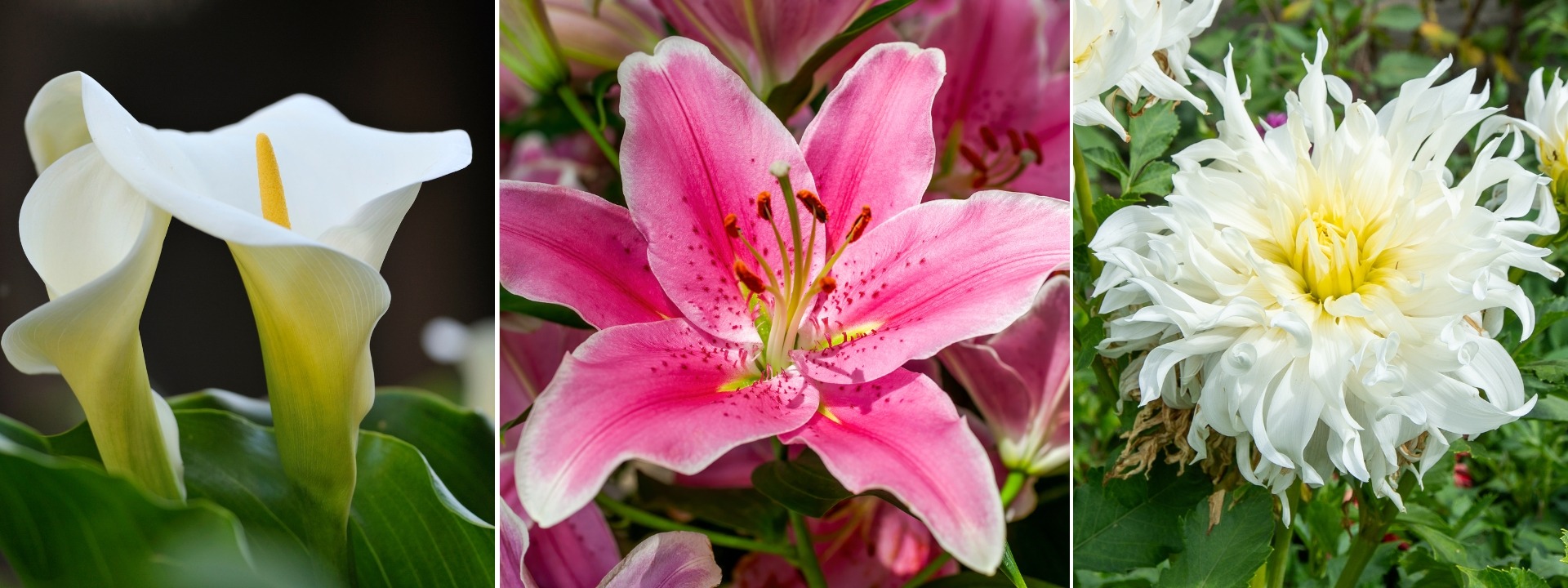 <i>Promotion</i> BULBES D'ÉTÉ