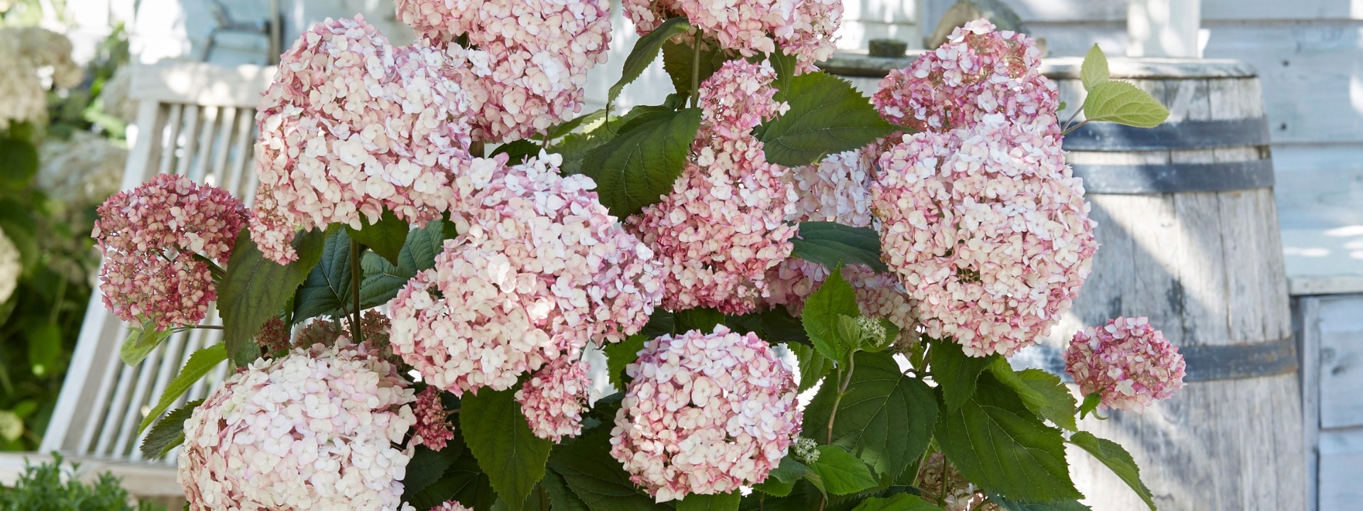 <i>Hortensia</i> Candybelle® Bubblegum