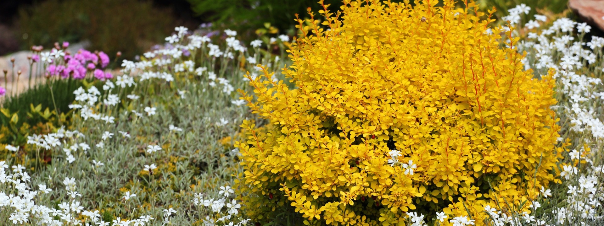 <i>Promotion</i> ARBUSTES