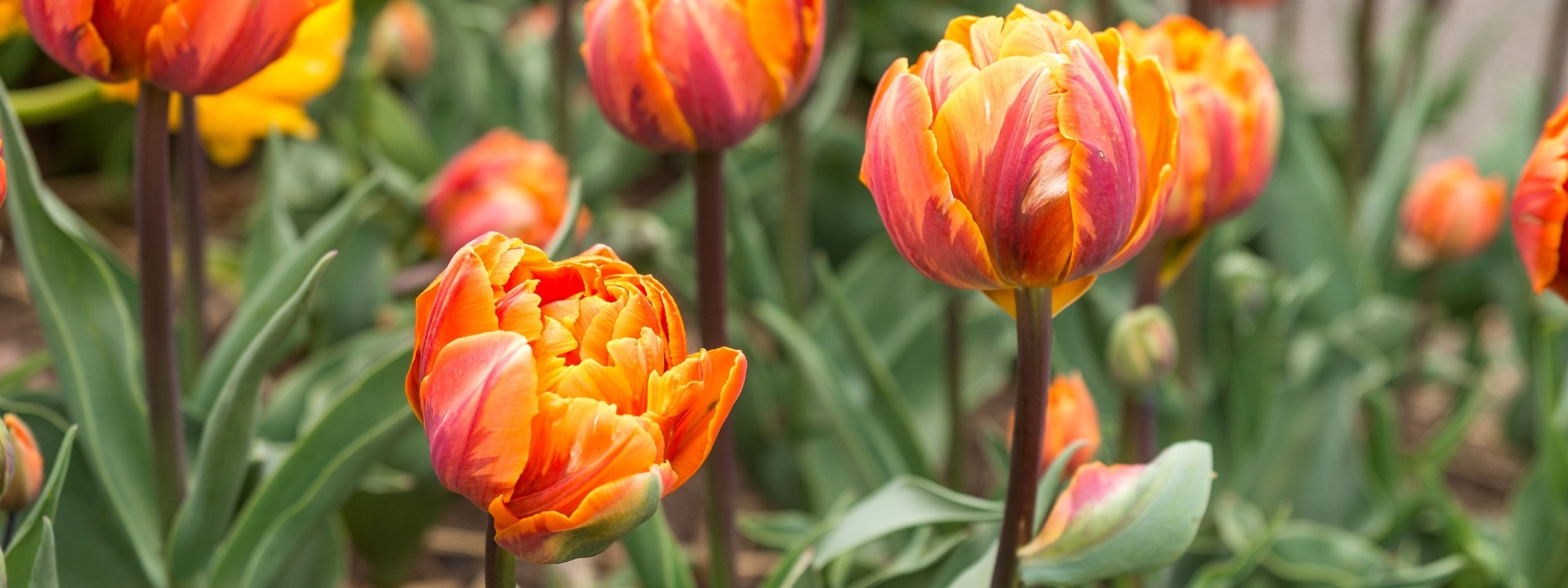 <i>Nouveautés</i> BULBES DE PRINTEMPS