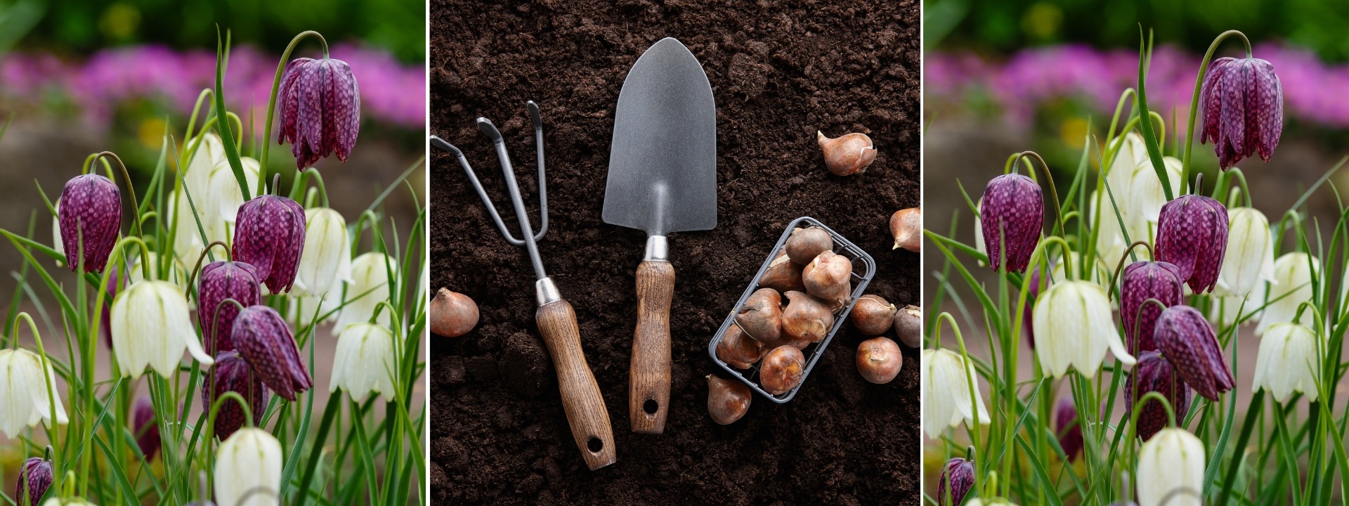 <i>Promotion</i> BULBES DE PRINTEMPS