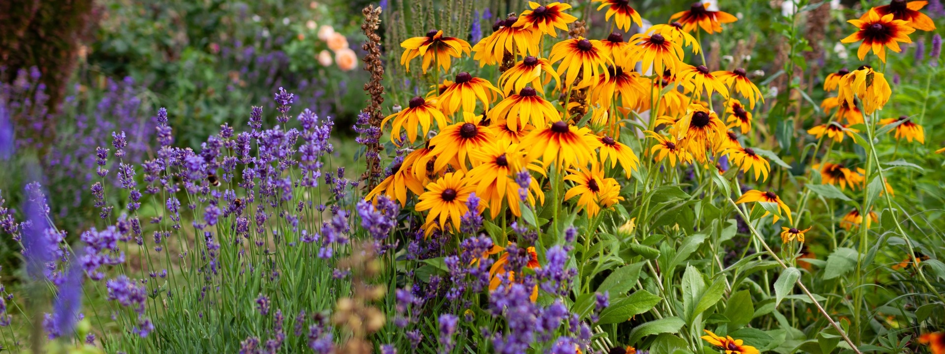 <i>Promotion</i> VIVACES