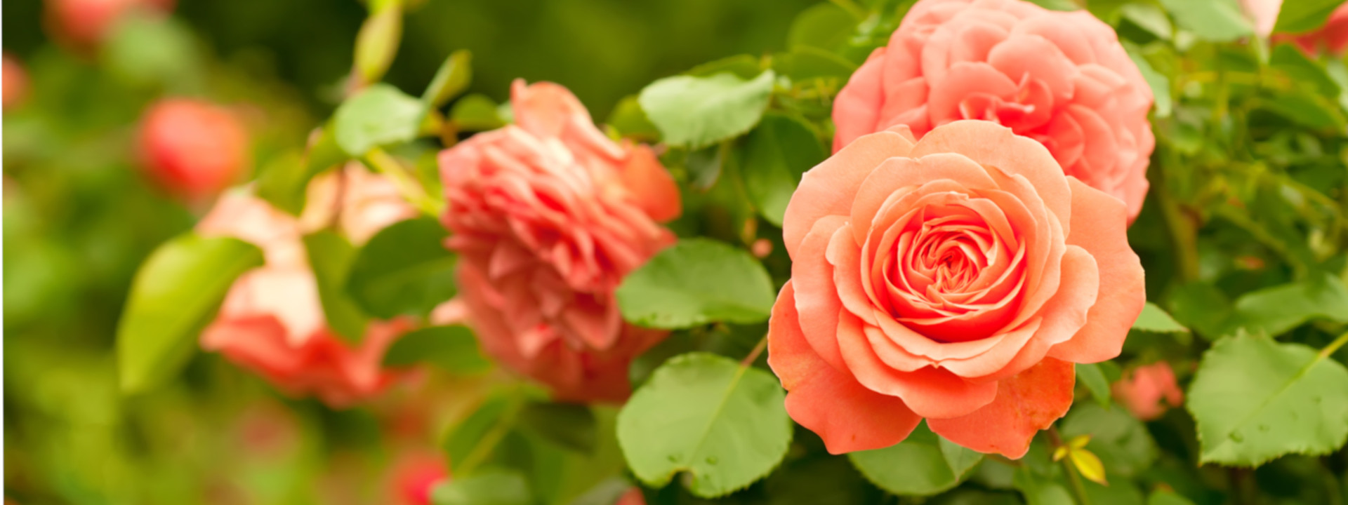 Rosiers