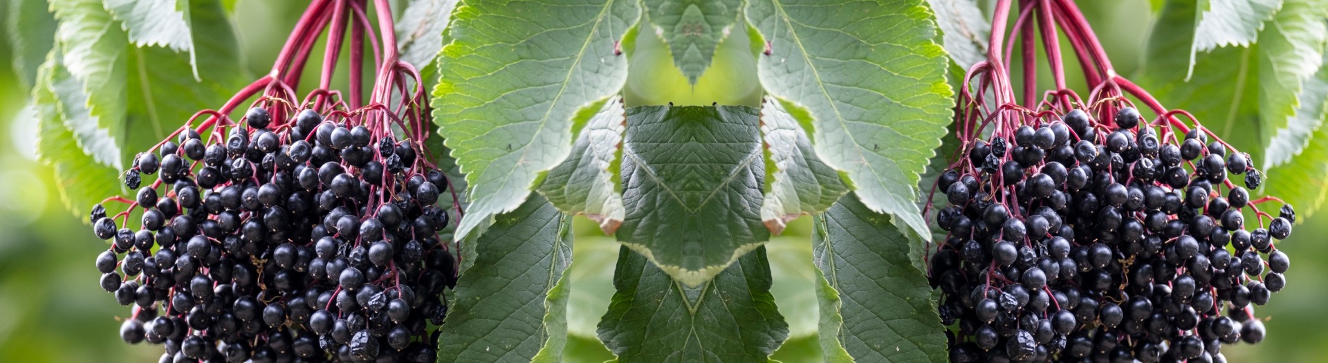 &lt;p&gt;Les ARBUSTES&lt;/p&gt;