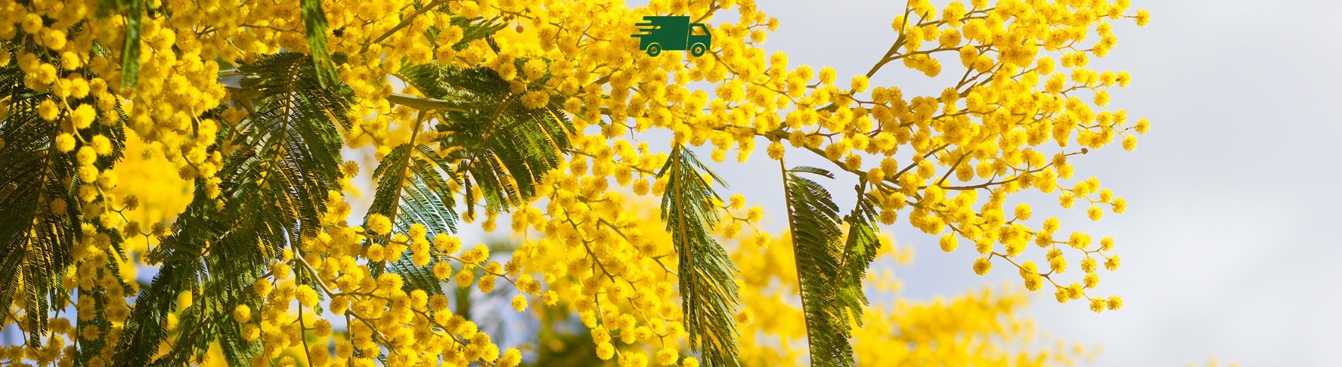 &lt;p&gt;LIVRAISON OFFERTE&lt;/p&gt;