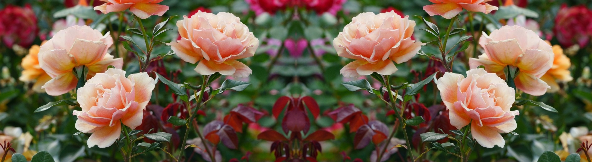 &lt;p&gt;&lt;span style=&quot;background-color: rgb(83, 7, 25); color: rgb(255, 255, 255);&quot;&gt;&nbsp;PROMOTION&nbsp;&lt;/span&gt;&lt;/p&gt;