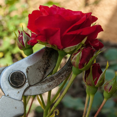 Quand et comment tailler ses rosiers buissons ?