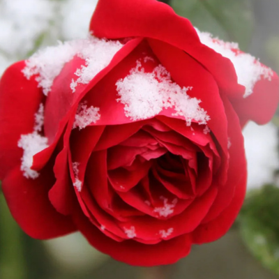 Que faire au jardin en f&eacute;vrier ?