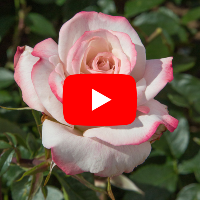 Notre cha&icirc;ne YouTube