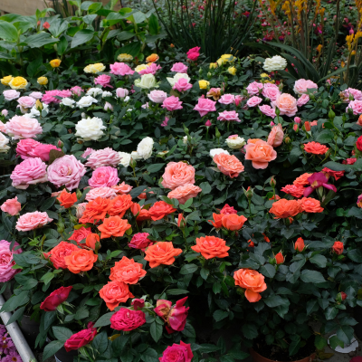 Offrir un rosier &agrave; la Saint-Valentin : que r&eacute;v&egrave;le sa couleur ?