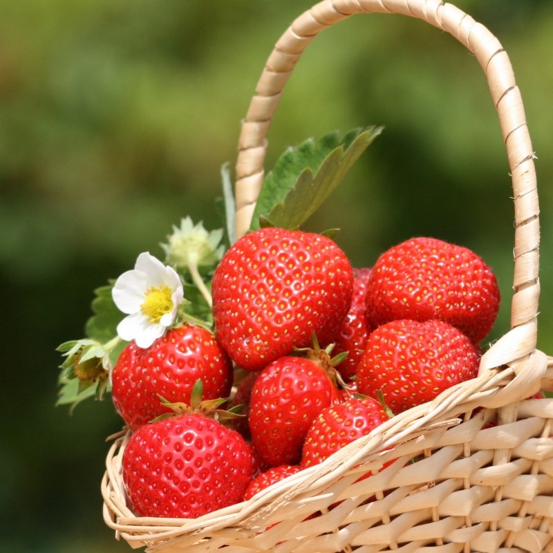 Fraisiers : Conseils de plantation, taille et entretien