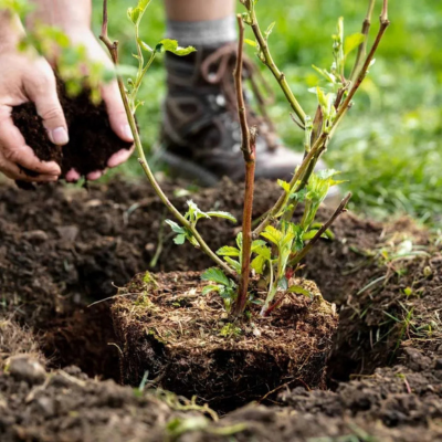 Quand et o&ugrave; planter ?